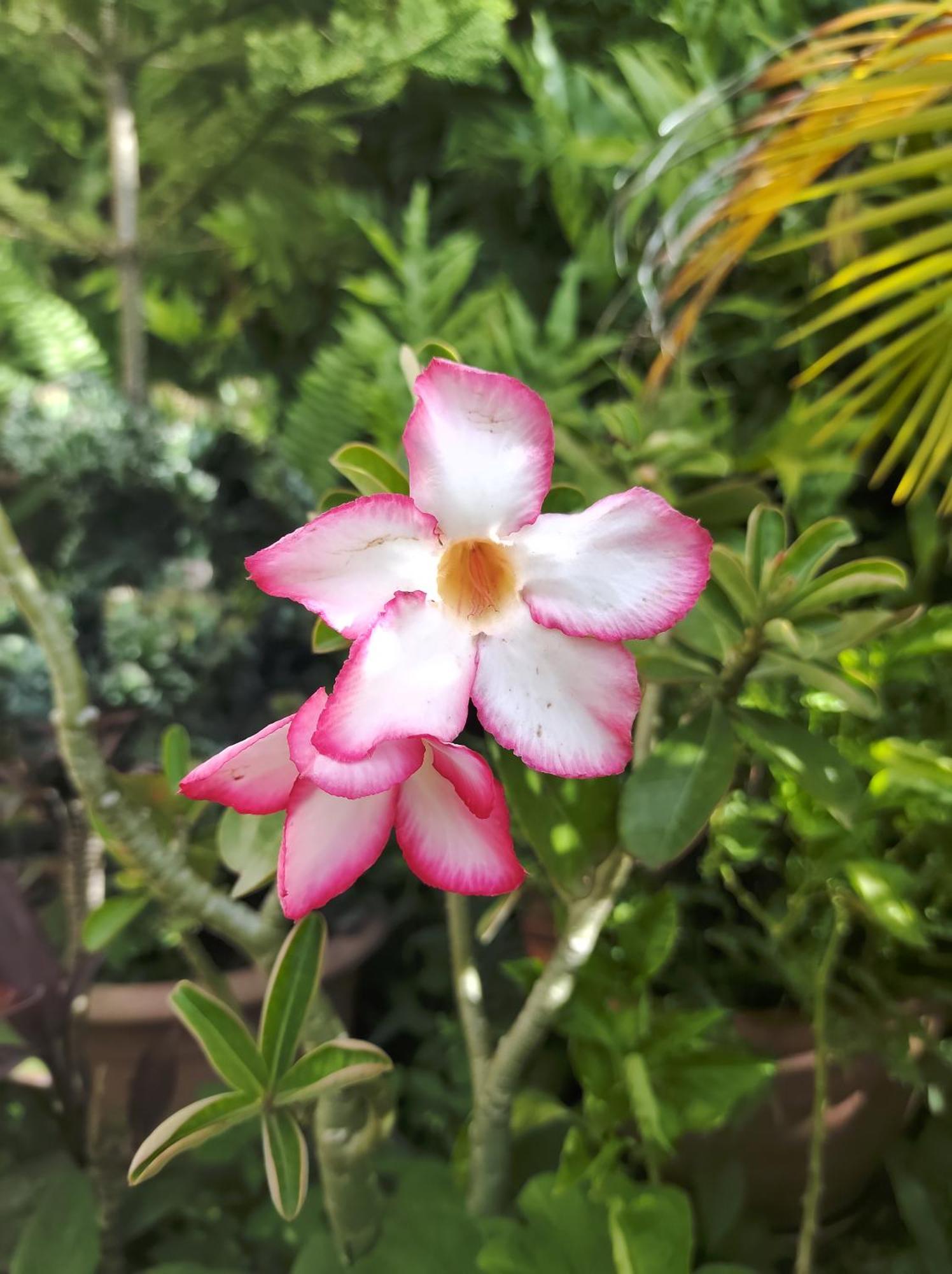 Вилла Location Hibiscus Пуэнт-Нуар Экстерьер фото
